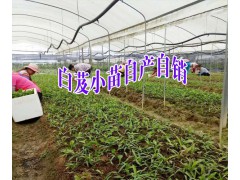 四川/云南/貴州白芨育苗示范點+白芨品牌參數(shù)\評價/技術圖2