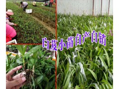 四川/云南/貴州白芨育苗示范點+白芨品牌參數(shù)\評價/技術圖3