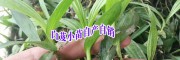 白芨1.2.3年苗圖片+云南白芨育苗公司