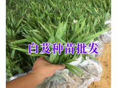 云南白芨廠家_大理白芨小苗批發供應商_云南哪里種植白芨多圖2