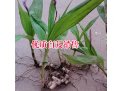 白芨_大理白芨種植銷售圖3