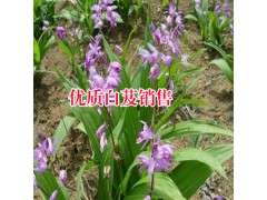 獨定子產地信息_云南藥材白芨_重樓哪個公司的好圖2