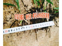 白芨直播苗(15924791418)◆白芨直播苗◆白芨直播技術(shù)圖3