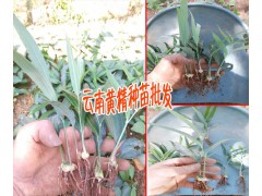 今日白芨直播馴化苗|云南佳白芨種植時(shí)間 |+15924791418圖2