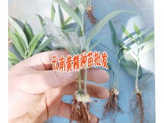 云南佳白芨種植時間 |曲靖會澤白芨塊莖集中肓苗技術圖2