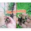 白芨塊莖好還是白芨種苗好+白芨種植技術(shù)+15924791418