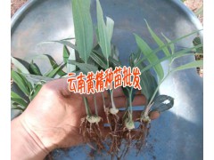 白芨塊莖好還是白芨種苗好+白芨種植技術+15924791418圖3