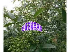 大紅袍花椒苗價格+_青花椒小苗批發廠家報價+13887058293圖2