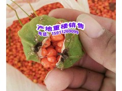 華重樓與滇重樓有什么不同?華重樓，南重樓，滇重樓圖3