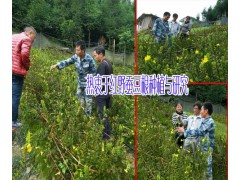 野蠶豆根種植技術#紅根野蠶豆根價格怎么樣？圖3