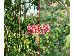 云南哪里臺灣大青棗多|云南大的臺灣大青棗種植基地|圖2