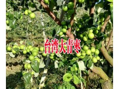 臺灣青棗圖片#云南臺灣青棗供求信息#公司供應優質臺灣青棗圖3