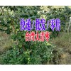 產地臺灣大青棗|臺灣大青棗種植基地087164155848