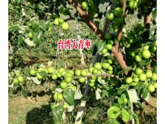 產(chǎn)地臺(tái)灣大青棗|臺(tái)灣大青棗種植基地087164155848圖3