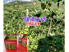 大青棗種植基地+云南大青棗批發(fā)|2017大青棗銷售信息圖3