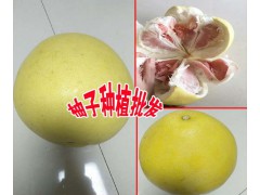 |云南紅肉柚子產區|柚子是什么季節的水果|屏邊柚子價格圖3