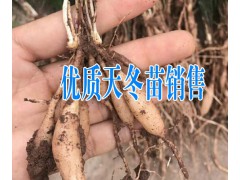 白芨+天冬_昆明附近哪里有冬桃苗出售+云南天冬種苗哪里有賣圖2