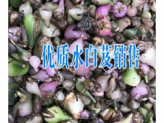 什么是水白芨藥材+云南水白芨圖片+現當地白芨價格（統貨）在800元圖2