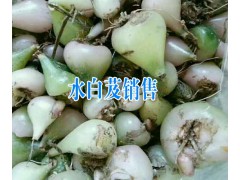 保山優(yōu)質(zhì)水白芨銷售+云南保山白芨哪里銷售圖2