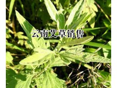 保山艾草產地#云南艾草哪里比較多?圖2