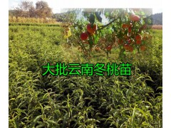 云南優質映霜紅桃供應，大理永平石家村新品種果苗繁育基地圖3