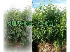 大理-南澗果樹苗、冬桃紅桃樹苗大量供應價格信息圖2