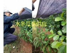 水冬瓜樹苗供應，產地：云南大理永平水冬瓜果苗基地圖2