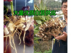 楚雄大姚優質白芨種苗多少錢一斤，白芨種苗圖片圖3