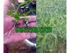 云南楚雄優質白芨成品價格，楚雄白芨生產基地圖3