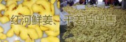 紅河州生姜、干姜片供應產地，輻射昆明、玉溪的黃姜銷售網