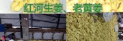 紅河優質中藥用干姜片批發價格，干姜片圖