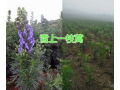 昆明草烏種植銷售基地，云南優質草烏供應圖2