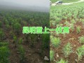 東川雪上一支蒿（種苗）銷售，長期供應草烏