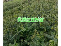 三年生紅豆杉樹苗多少錢一顆？云南40萬棵紅豆杉樹苗出售圖2