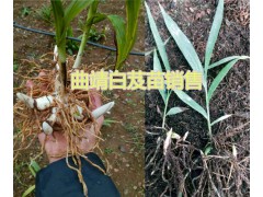 會澤優(yōu)質核桃仁出售，各種規(guī)格白芨苗批發(fā)圖2