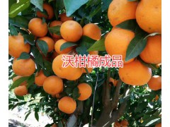 永勝沃柑橘苗批發#永勝油用牡丹銷售|麗江油用牡丹批發圖2