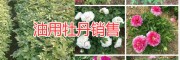 麗江油牡丹種植批發(fā)公司，永勝麗優(yōu)油用牡丹基地