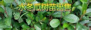 冬瓜苗圖片|供應冬瓜苗信息+20萬水冬瓜樹苗