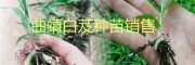 曲靖白芨小苗、馴化苗，白芨帶芽塊莖苗批發(fā)基地