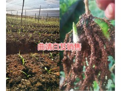 曲靖紫花白芨苗種植基地，白芨栽培合作社圖2