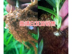 曲靖白芨栽培合作社，紫花白芨苗種植基地圖3