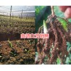 曲靖白芨種植技術&曲靖哪的白芨人工種植苗好？