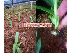 曲靖小草壩天麻好嗎？曲靖白芨種植基地&云南天麻產地圖3