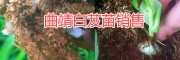 云南白芨產區，曲靖天麻種植基地