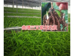 白芨苗大棚種植技術(shù)，曲靖小白芨苗基地圖2