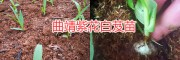 云南白芨苗大棚種植技術，曲靖白芨生產