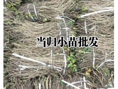 當歸種植技術#當歸種植效益(種植戶)#今年當歸種植效益分析圖3