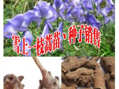 大量出售黃草烏苗丶種子#今日黃草烏種子多少錢一斤？圖2