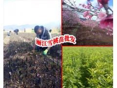 麗江雪桃苗報價表#今年麗江雪桃苗多少錢一株圖3