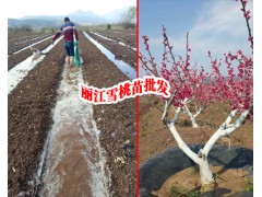 雪桃多少錢一斤#麗江雪桃價格#李子苗，紅梨苗，櫻花苗，櫻桃苗圖2